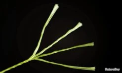 Fil De Peche Multifilament PE 4 Brins 300m, Couleur: Au Choix, Modele: 0.45mm 29.6kg 9 Fil De Peche Multifilament PE 4 Brins 300m, Couleur: Au Choix, Modele: 0.45mm 29.6kg -Matériel De Pêche 00003 Fil de Peche Multifilament PE 4 brins 300m Couleur Au Choix Modele 0.45mm 29.6kg